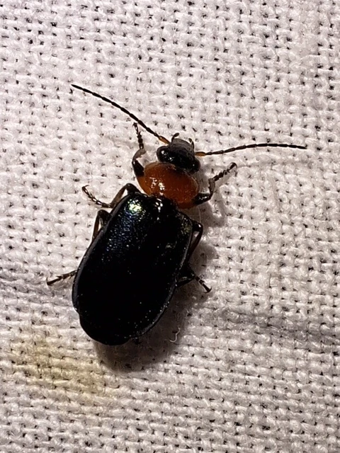 Lebia cyanocephala - pompás cserjefutó