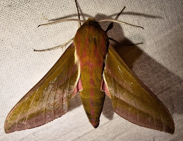 Deilephila elpenor - szőlőszender