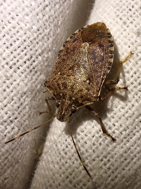 Halyomorpha halys - ázsiai márványospoloska Halyomorpha halys - ázsiai márványospoloska