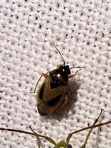 Salicarus roseri