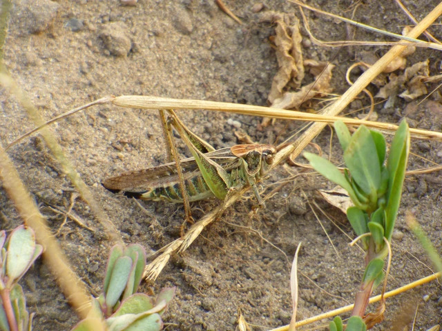 Orthoptera - Egyenesszárnyúak