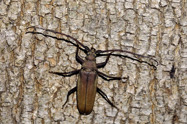 Aegosoma scabricorne - diófacincér Aegosoma scabricorne - diófacincér