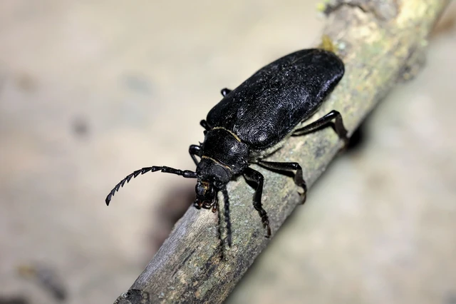Prionus coriarius - csőszcincér