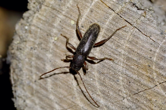 Trichoferus campestris - szállóvendég éjicincér