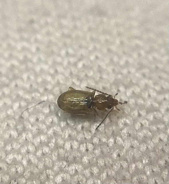 Tachys turkestanicus - keleti martfutó