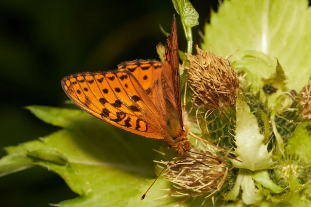 Argynnis adippe - ezüstös gyöngyházlepke