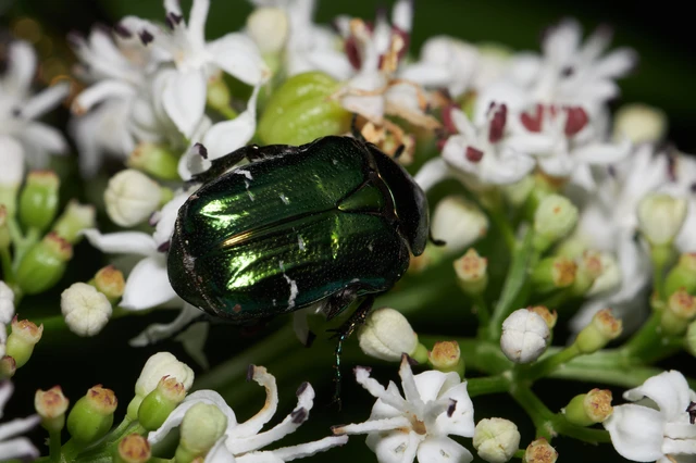 Cetonia aurata - aranyos virágbogár