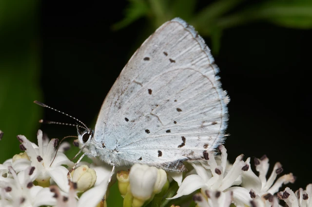 Celastrina argiolus - bengeboglárka