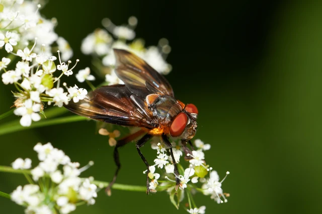 Diptera - Kétszárnyúak