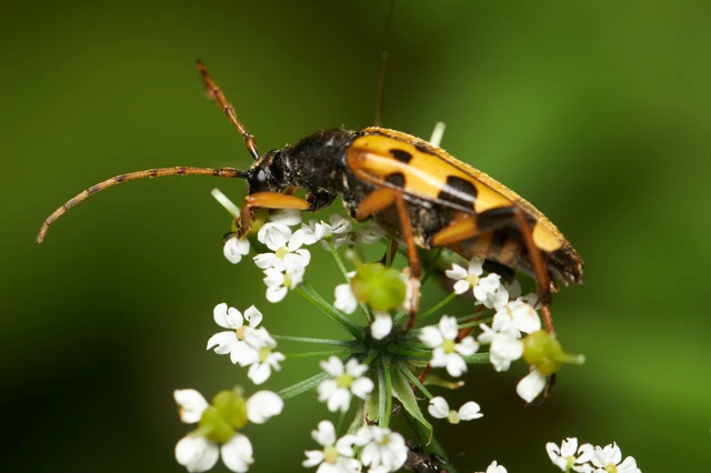Rutpela maculata - tarkacsápú karcsúcincér Rutpela maculata - tarkacsápú karcsúcincér