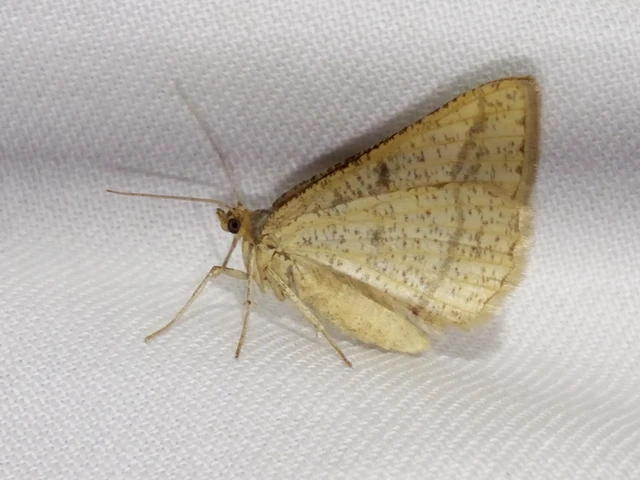 Tephrina arenacearia - lucerna-araszoló