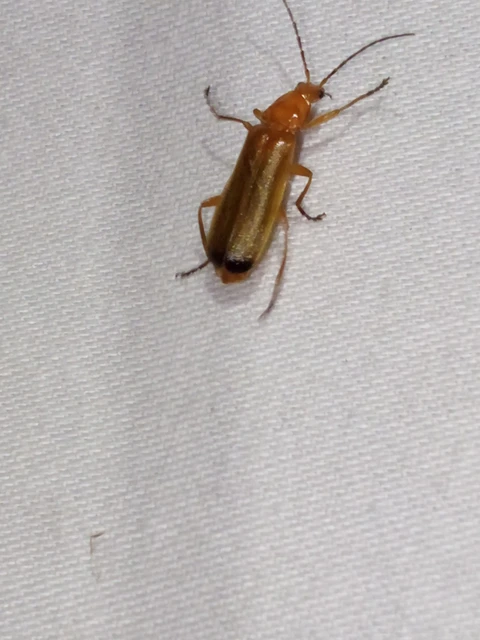 Rhagonycha fulva - feketevégű lágybogár Rhagonycha fulva - feketevégű lágybogár