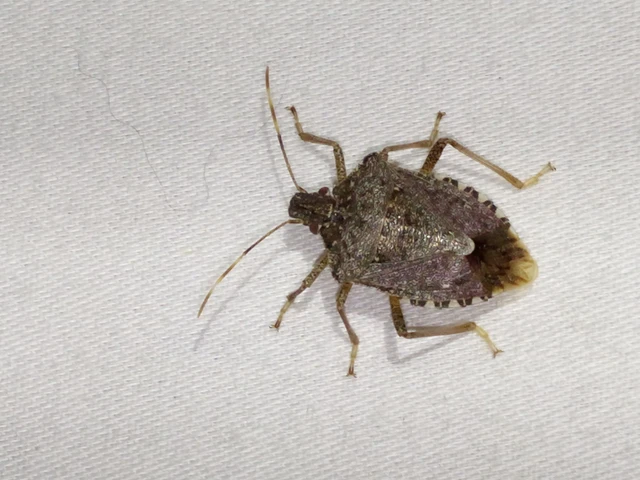 Halyomorpha halys - ázsiai márványospoloska Halyomorpha halys - ázsiai márványospoloska