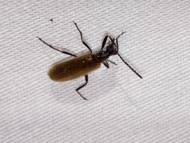 Lagria