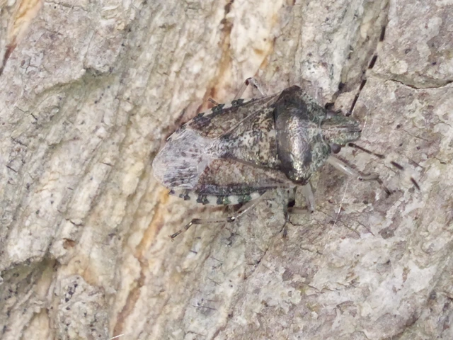 Rhaphigaster nebulosa - bencepoloska Rhaphigaster nebulosa - bencepoloska