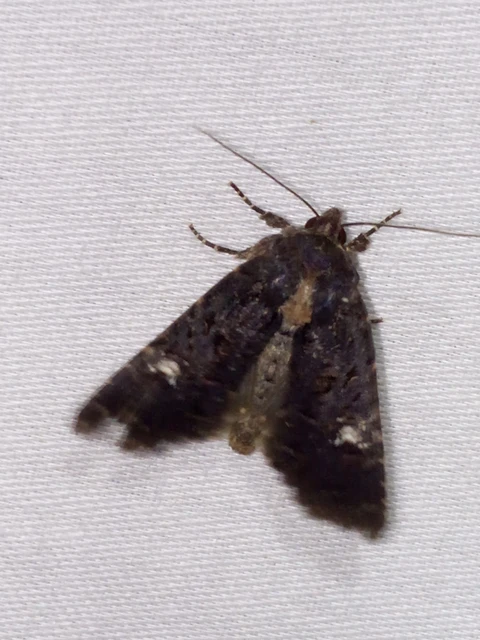 Mesapamea secalella/secalis