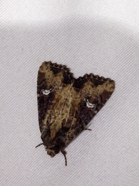 Mesapamea secalella/secalis