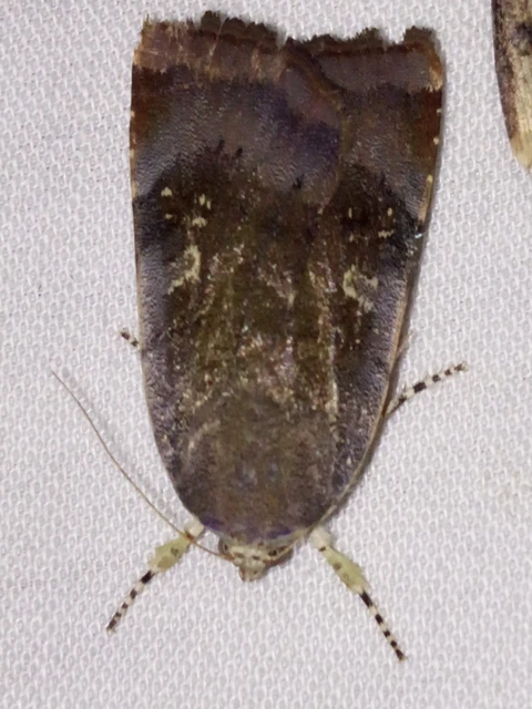 Noctua janthe/janthina