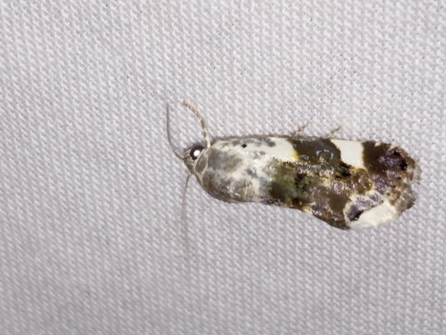 Acontia lucida - fehér nappalibagoly