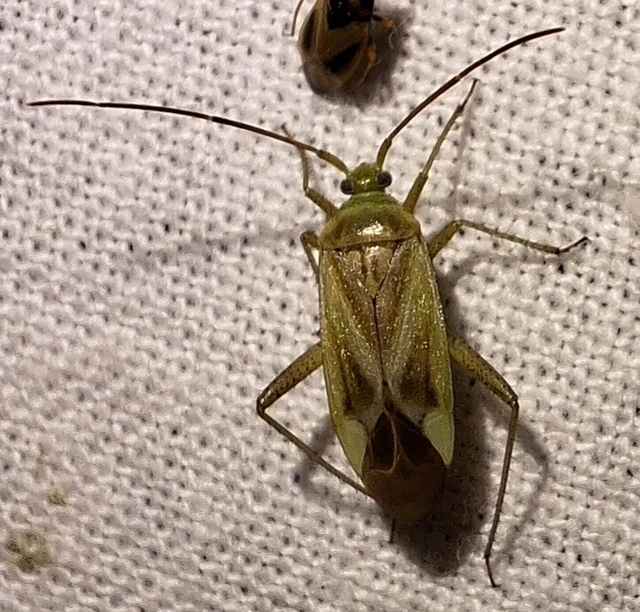 Adelphocoris lineolatus - lucernapoloska