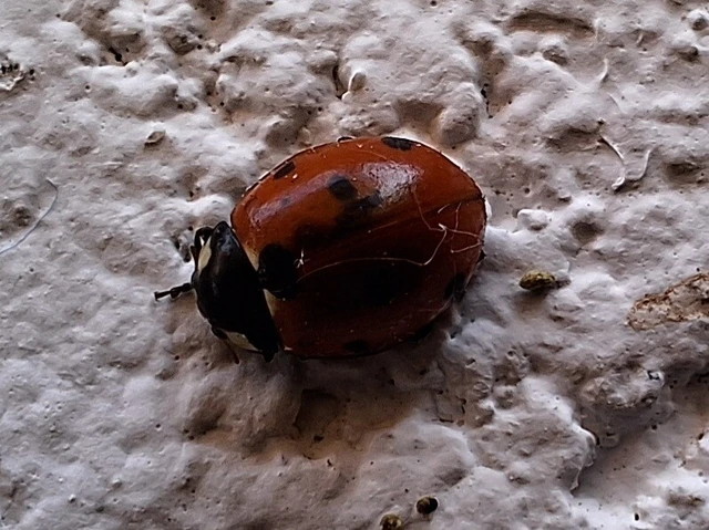 Coccinella septempunctata - hétpettyes katica