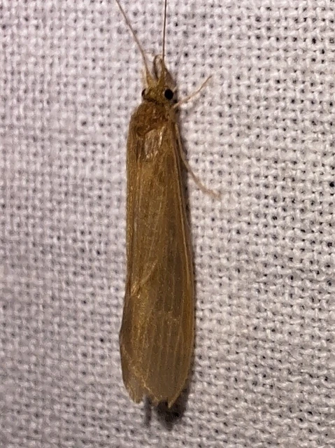 Trichoptera - Tegzesek