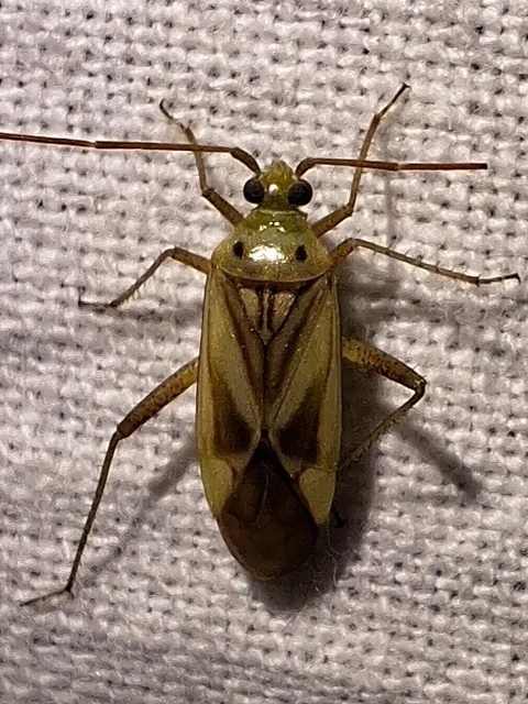 Adelphocoris lineolatus - lucernapoloska