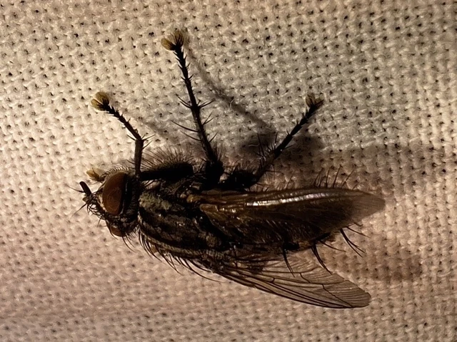 Diptera - Kétszárnyúak Diptera - Kétszárnyúak