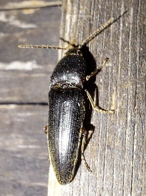 Melanotus