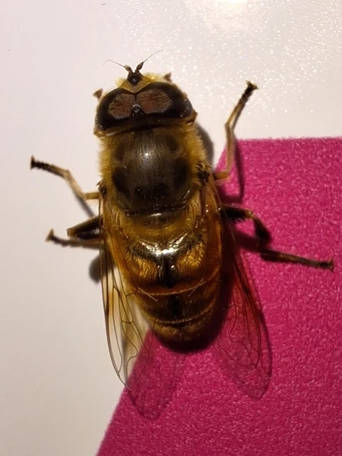 Diptera - Kétszárnyúak Diptera - Kétszárnyúak