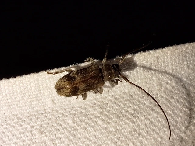 Exocentrus adspersus - tölgyfa-rőzsecincér