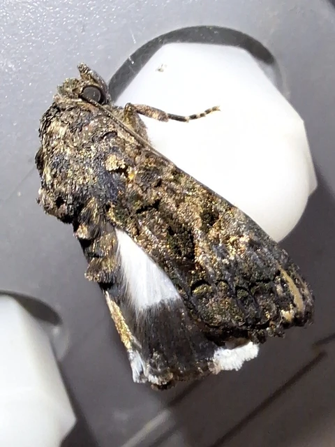Anophia leucomelas - déli folyófűbagoly