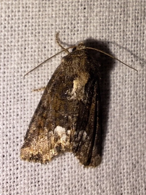 Oligia strigilis - kormos dudvabagoly