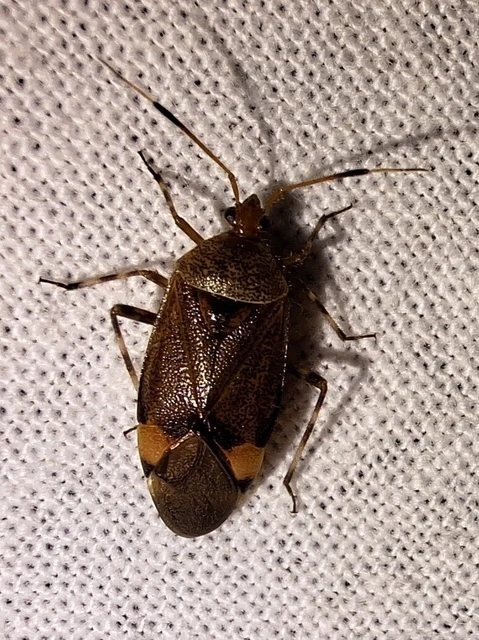 Deraeocoris olivaceus