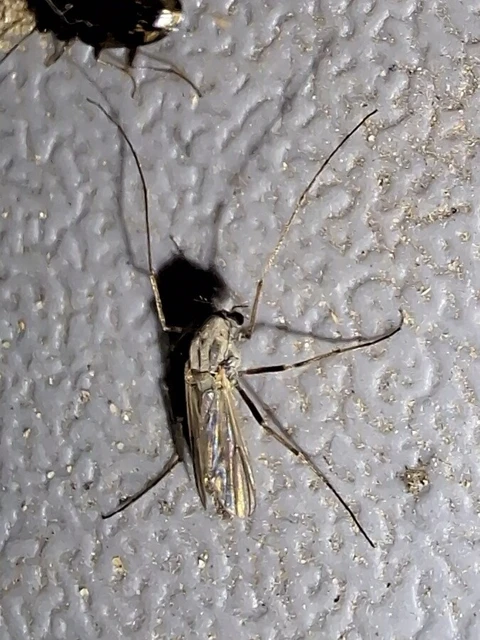 Diptera - Kétszárnyúak Diptera - Kétszárnyúak