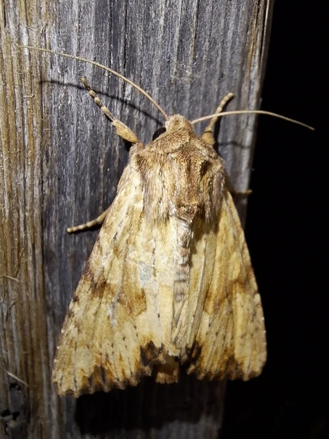 Apamea sublustris - sárgás dudvabagoly