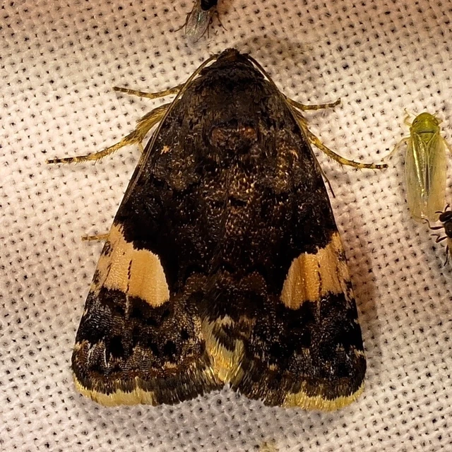 Tyta luctuosa - fekete nappalibagoly