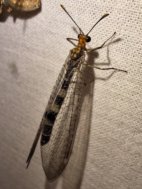Megistopus flavicornis - kétfoltos hangyaleső