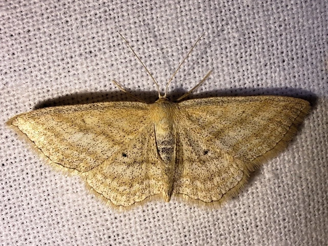 Scopula virgulata - vesszős sávosaraszoló