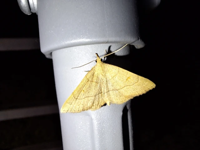 Paracolax tristalis - sárgás karcsúbagoly