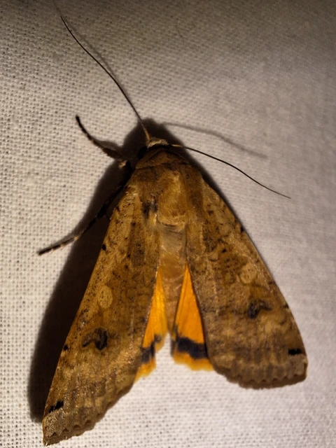 Noctua pronuba - nagy sárgafűbagoly