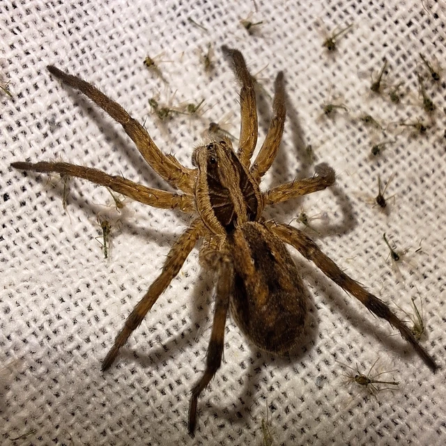 Araneae - Pókok