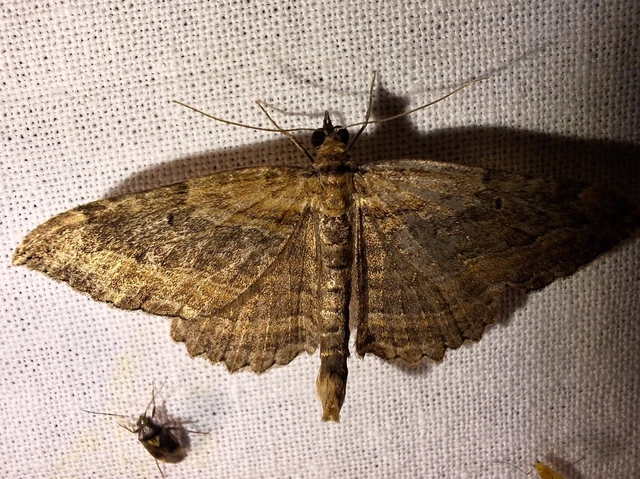 Philereme transversata - varjútövis-araszoló