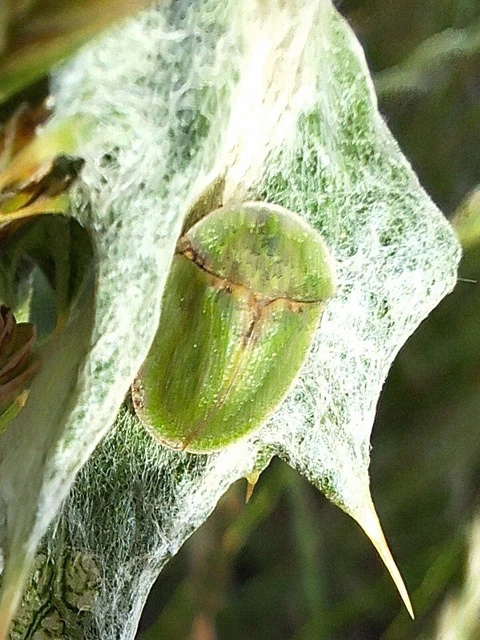 Cassida rubiginosa - lapos pajzsbogár