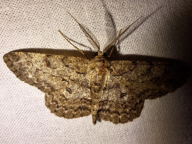 Hypomecis punctinalis - pettyes faaraszoló