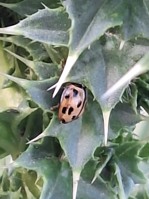 Propylea quatuordecimpunctata - tizennégypettyes füsskata