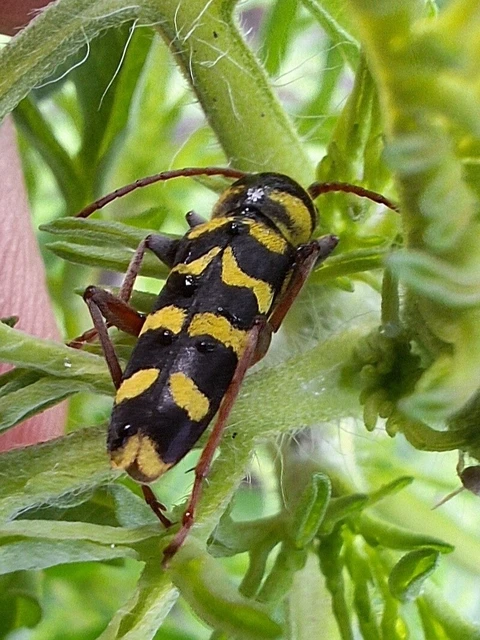 Echinocerus floralis - lucerna-darázscincér Echinocerus floralis - lucerna-darázscincér