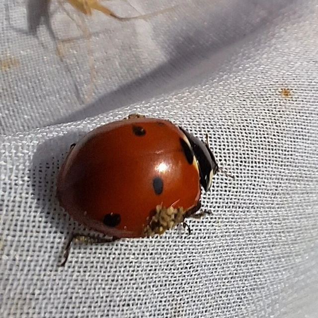 Coccinella septempunctata - hétpettyes katica