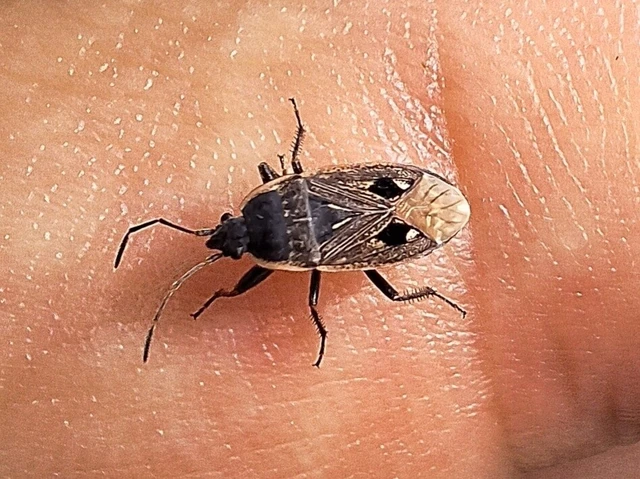Graptopeltus lynceus - homoki díszesbodobács