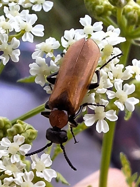 Oenas crassicornis - vastagcsápú hólyaghúzó